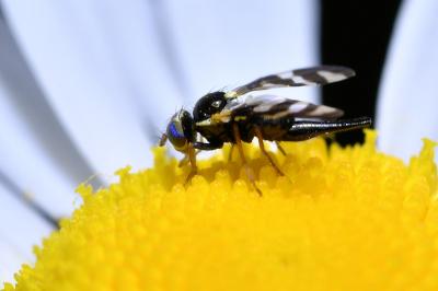 <i>Urophora quadrifasciata</i>