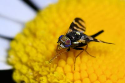 <i>Urophora quadrifasciata</i>