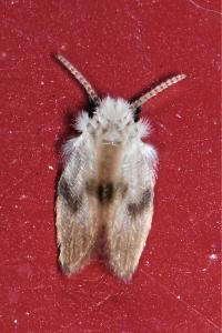 <i>Psychoda surcoufi</i>