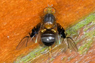 <i>Anomoia purmunda</i>