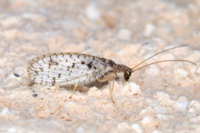 <i>Micromus variegatus</i>