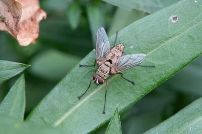 <i>Dexia rustica</i>
