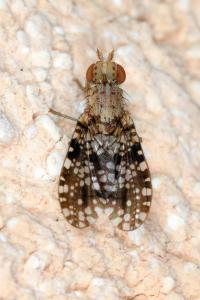 <i>Trypetoptera punctulata</i>