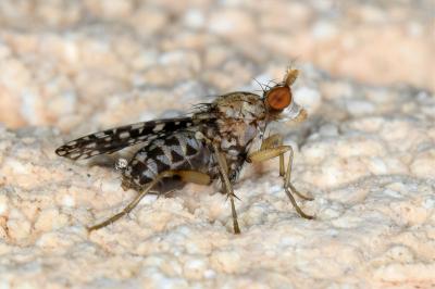 <i>Trypetoptera punctulata</i>
