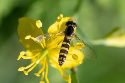 <i>Sphaerophoria</i>