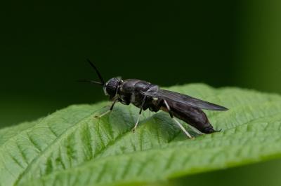 <i>Hermetia illucens</i>