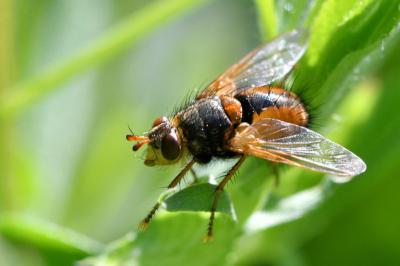 <i>Tachina fera</i>