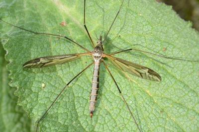 <i>Tipula vittata</i>