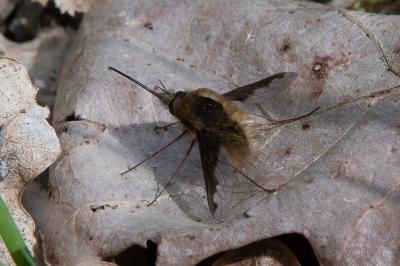 <i>Bombylius major</i>