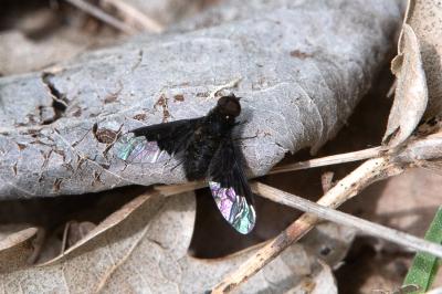 <i>Hemipenthes morio</i>