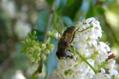 <i>Eristalis</i>