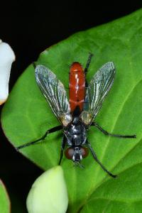 <i>Cylindromyia bicolor</i>