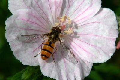 <i>Episyrphus balteatus</i>