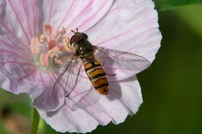 <i>Episyrphus balteatus</i>