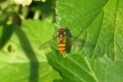 <i>Episyrphus balteatus</i>