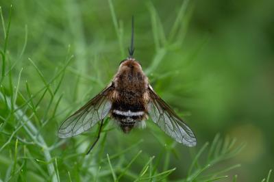 <i>Bombylius cruciatus</i>