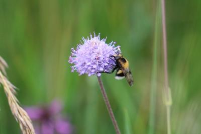 <i>Volucella bombylans</i>