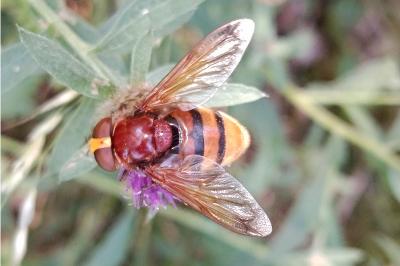 <i>Volucella zonaria</i>