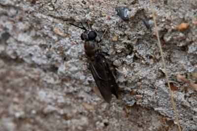 <i>Hermetia illucens</i>