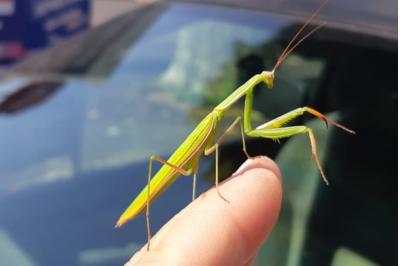 <i>Mantis religiosa</i>