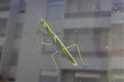 <i>Mantis religiosa</i>