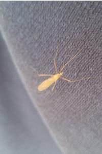 <i>Phylidorea ferruginea</i>