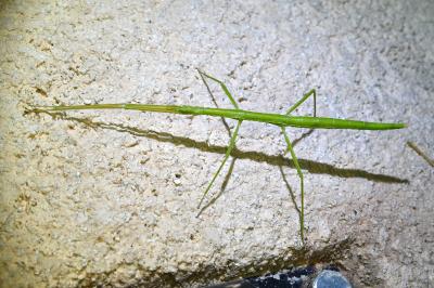 <i>Clonopsis gallica</i>