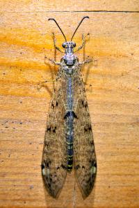 <i>Distoleon tetragrammicus</i>
