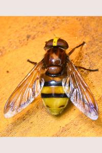 <i>Volucella zonaria</i>