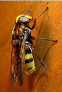 <i>Volucella zonaria</i>