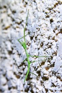 <i>Clonopsis gallica</i>