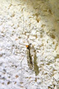 <i>Limonia nubeculosa</i>