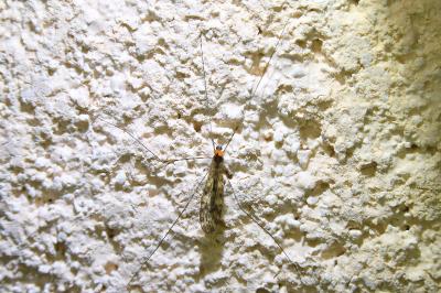 <i>Limonia nubeculosa</i>