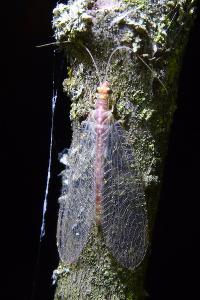 <i>Chrysoperla carnea</i>