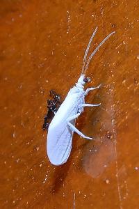 <i>Semidalis</i>