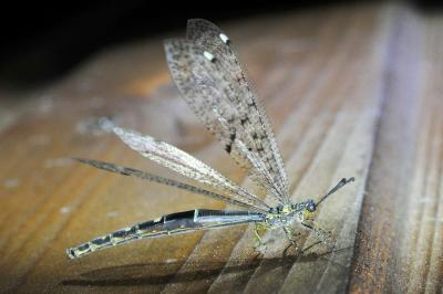 <i>Distoleon tetragrammicus</i>