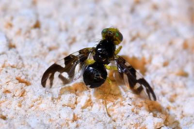 <i>Euleia heraclei</i>