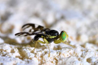 <i>Euleia heraclei</i>