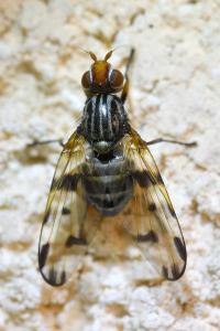 <i>Otites porcus</i>