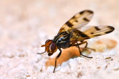 <i>Otites porcus</i>