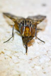 <i>Otites porcus</i>