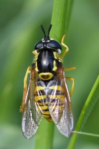 <i>Chrysotoxum cautum</i>