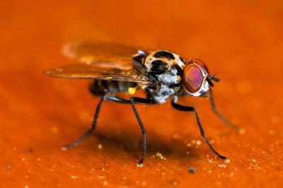 <i>Anthomyia procellaris</i>