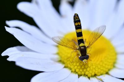 <i>Sphaerophoria scripta</i>