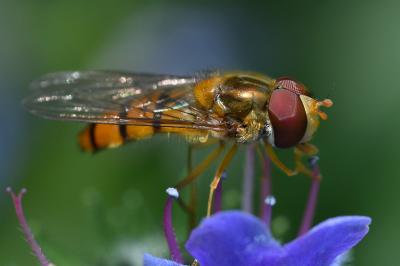 <i>Episyrphus balteatus</i>