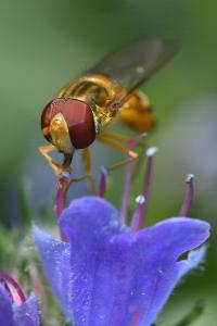 <i>Episyrphus balteatus</i>