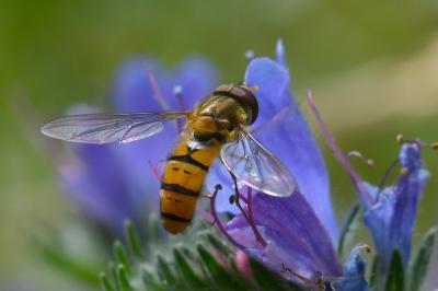 <i>Episyrphus balteatus</i>
