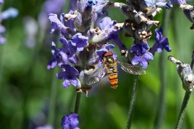 <i>Episyrphus balteatus</i>