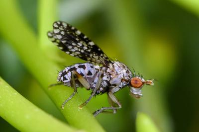 <i>Trypetoptera punctulata</i>