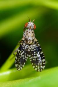 <i>Trypetoptera punctulata</i>